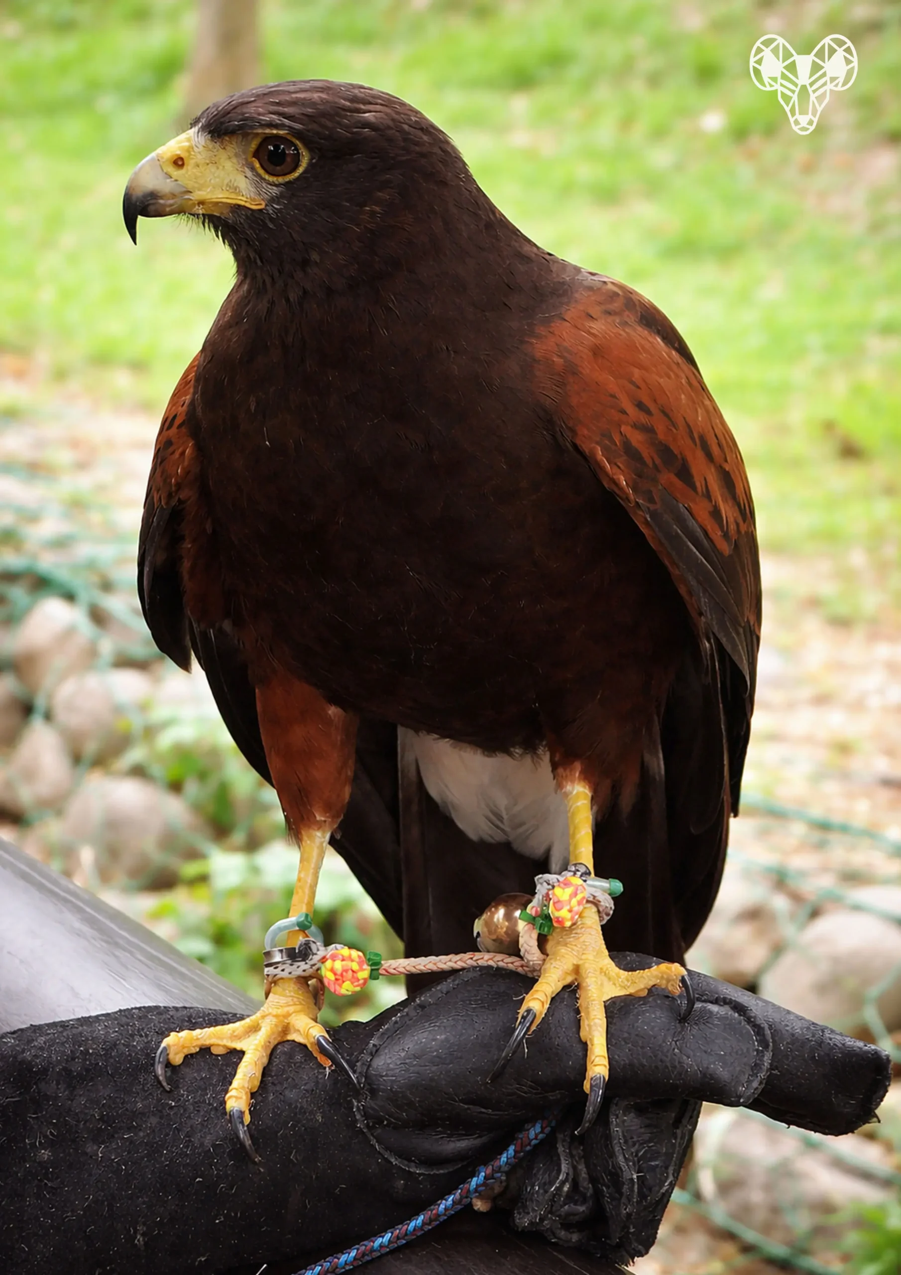 野森動物學校-天羽觀鳥台-未成年老鷹