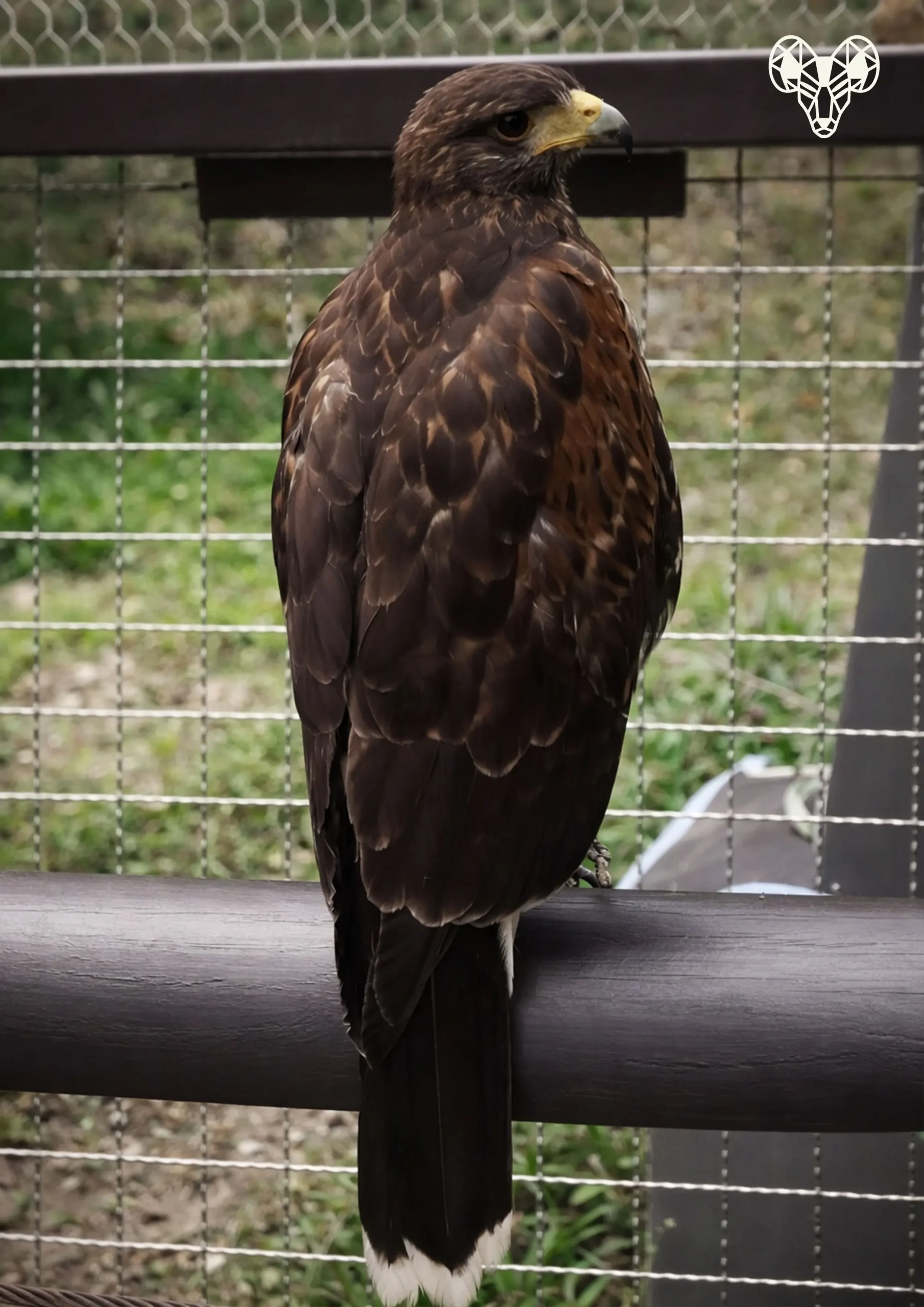 野森動物學校-天羽觀鳥台-未成年老鷹02