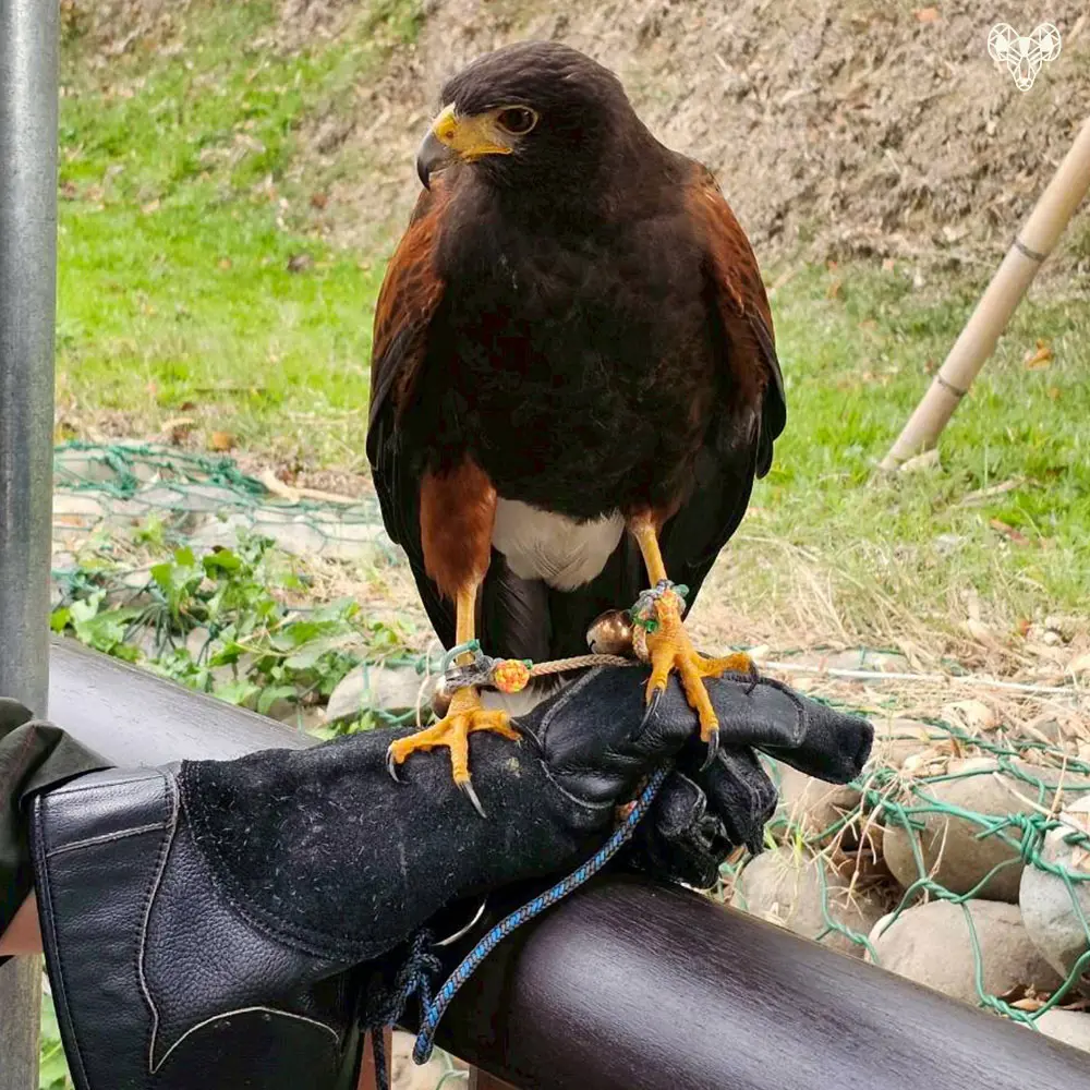 野森動物學校-天羽觀鳥台-未成年老鷹03