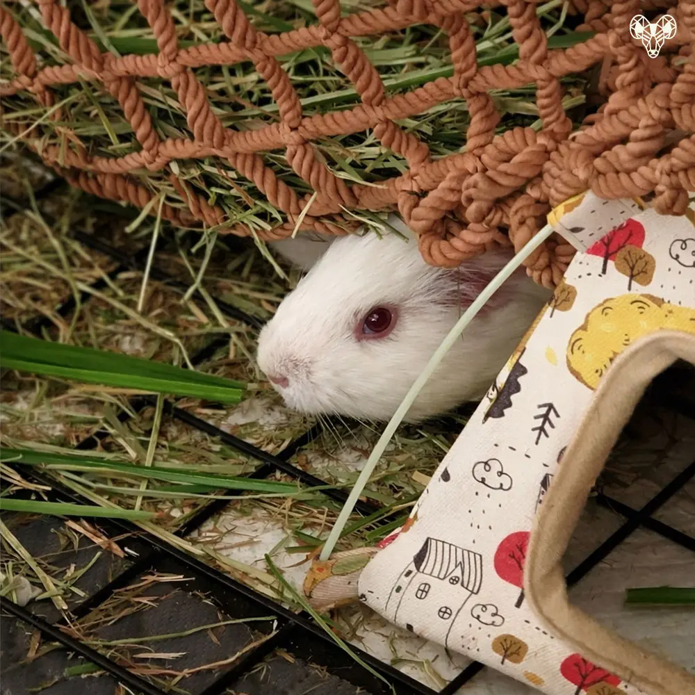 野森動物學校-小馬農場裡的小動物001
