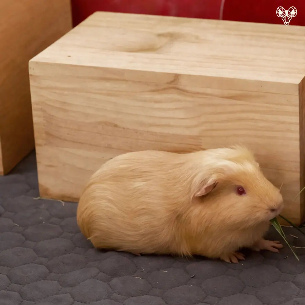 野森動物學校-小馬農場裡的小動物002