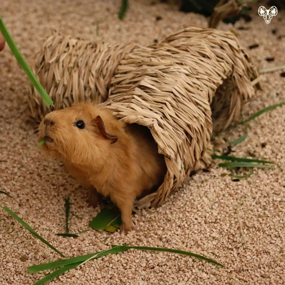 野森動物學校-小馬農場裡的小動物003