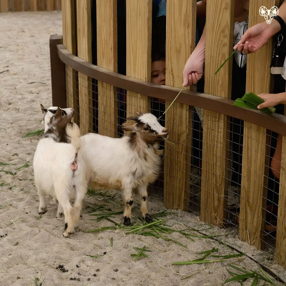 野森動物學校-小馬農場裡的小動物004