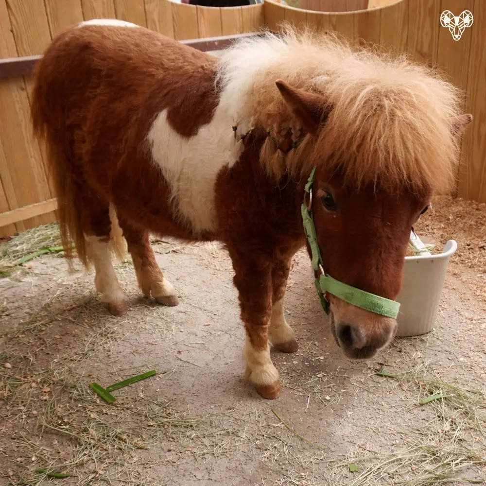 野森動物學校-小馬農場裡的小動物005