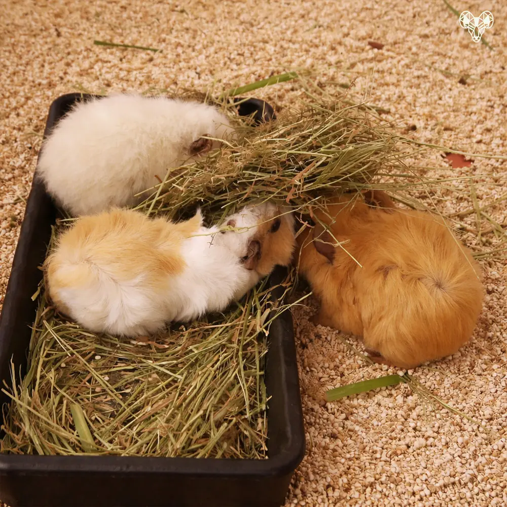 野森動物學校-小馬農場裡的小動物007