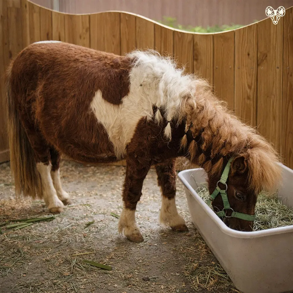 野森動物學校-小馬農場裡的小動物010