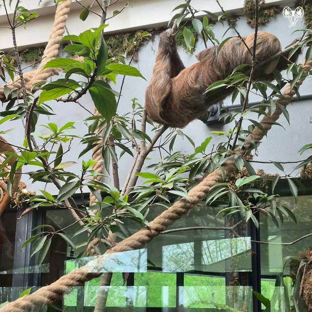 野森動物學校-樹懶時光屋-樹懶凝時窗01