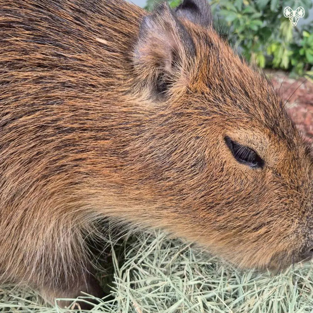 野森動物學校-水豚君03