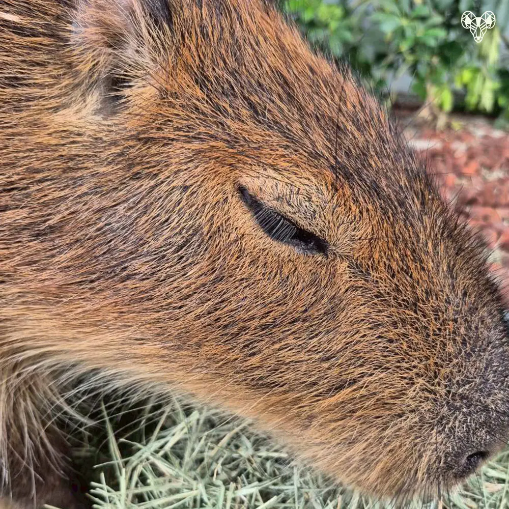 野森動物學校-水豚君04