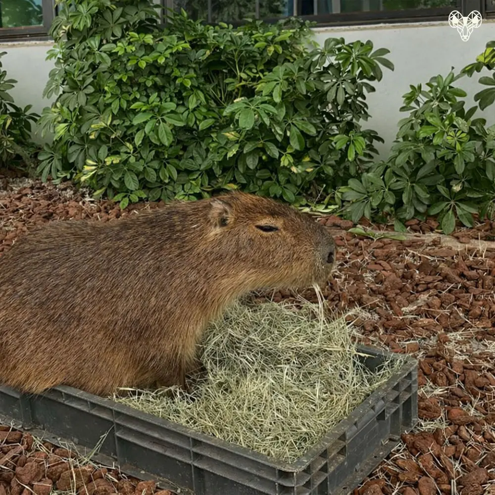 野森動物學校-水豚君08