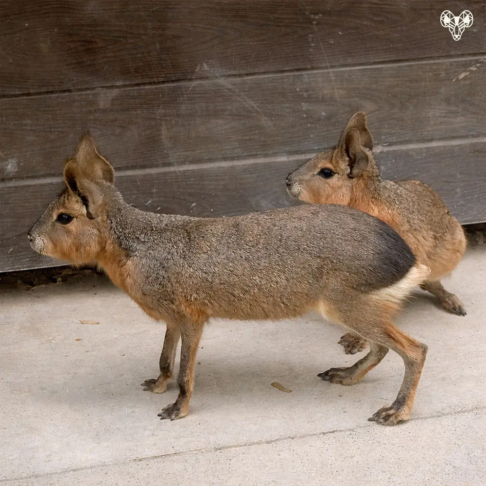 野森動物學校-沙丘部落02