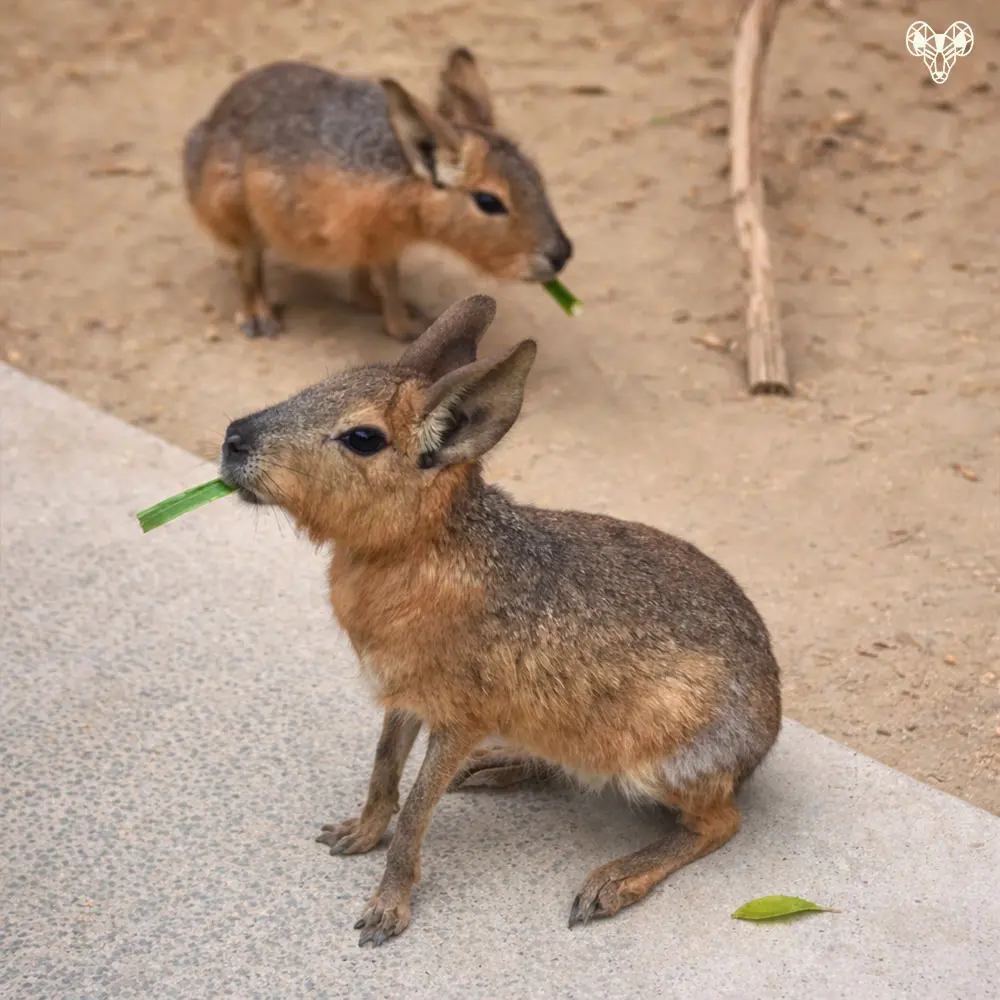 野森動物學校-沙丘部落03