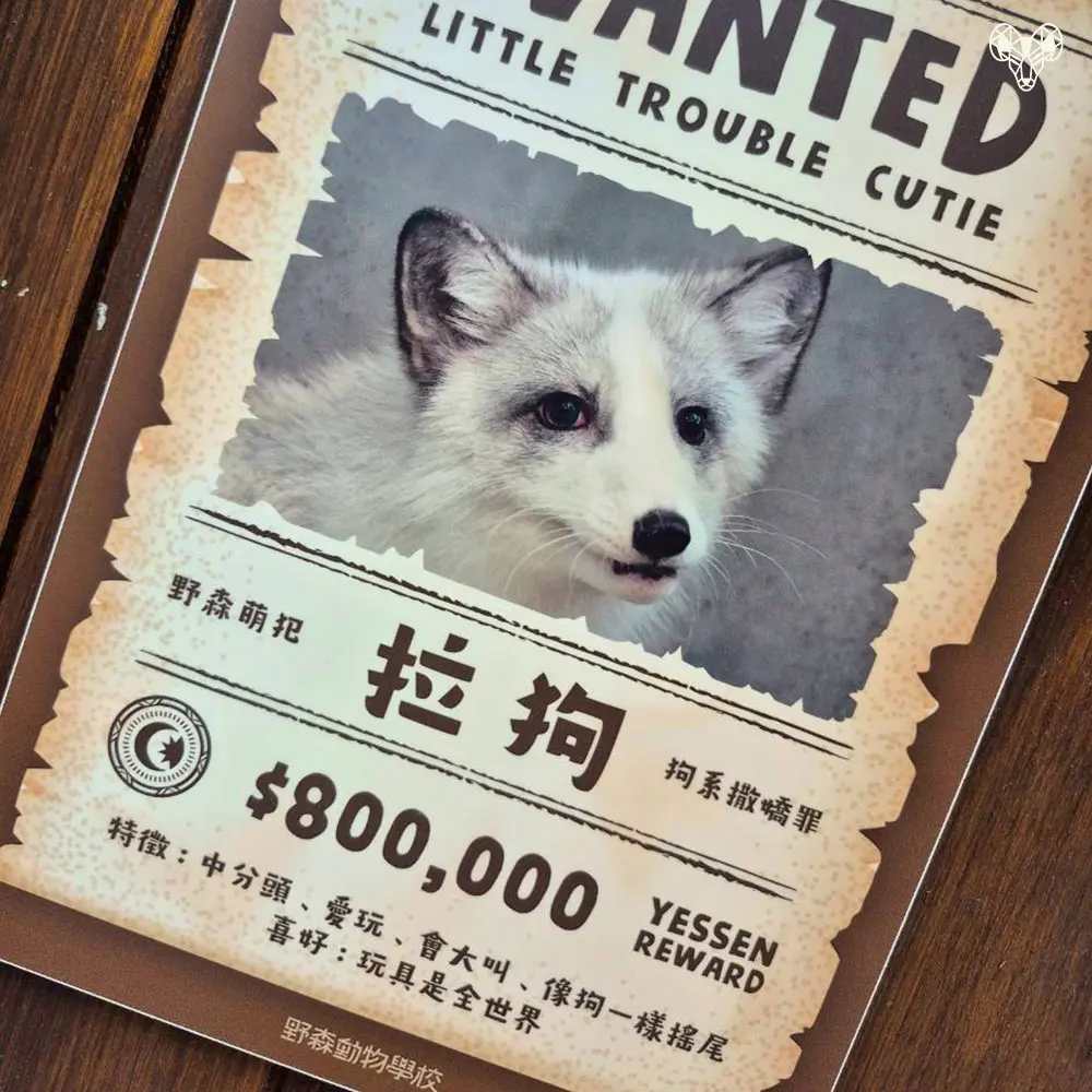 野森動物學校-狐狸谷門口的狐狸介紹-拉狗