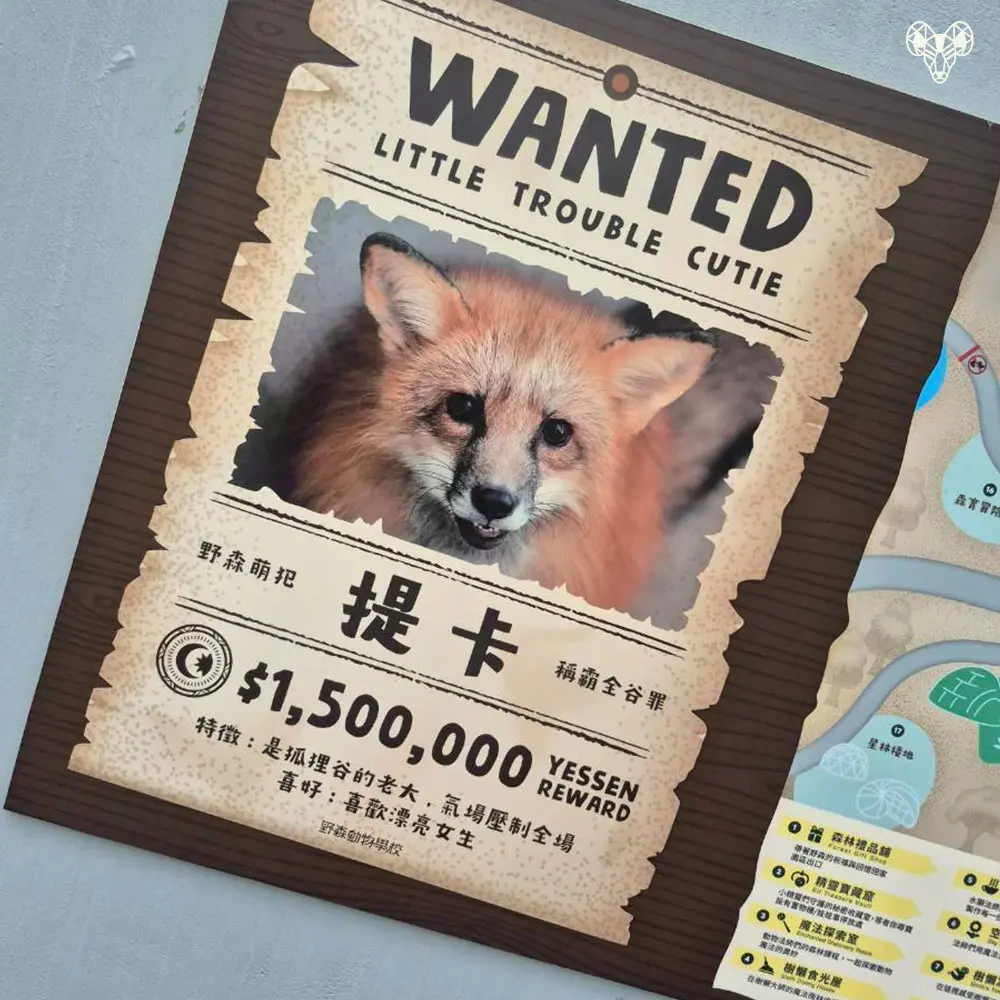 野森動物學校-狐狸谷門口的狐狸介紹-提卡