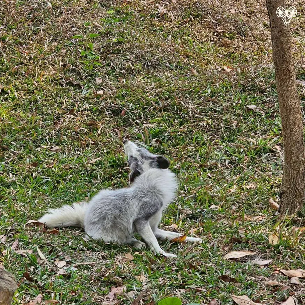野森動物學校-狐狸谷門口的狐狸介紹拉狗