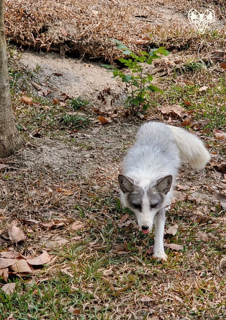 野森動物學校-狐狸谷門口的狐狸拉狗