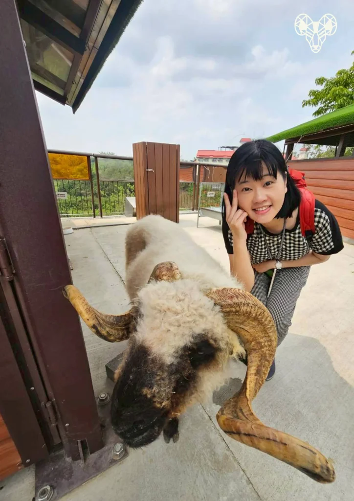野森動物學校-綿綿牧場-草野嘉與羊合照01