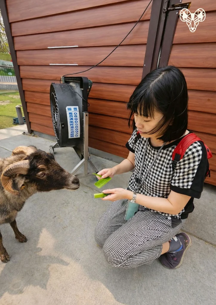 野森動物學校-綿綿牧場-草野嘉餵羊吃草