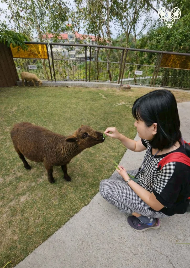 野森動物學校-綿綿牧場-草野嘉餵羊吃草02