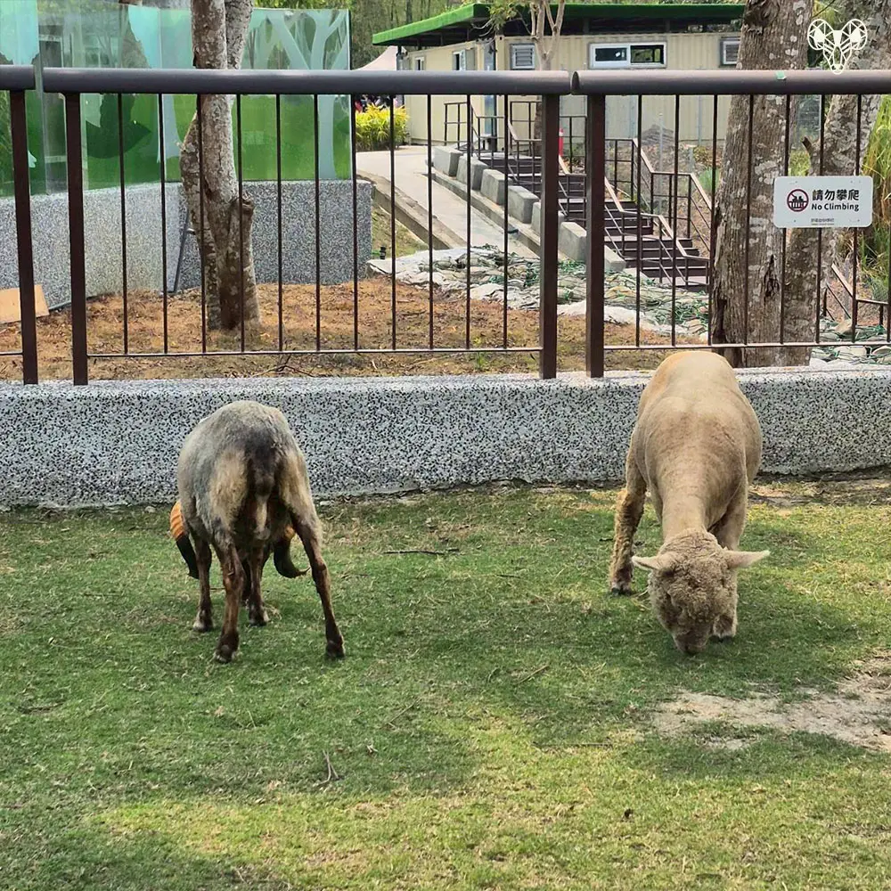 野森動物學校綿綿牧場裡的羊03