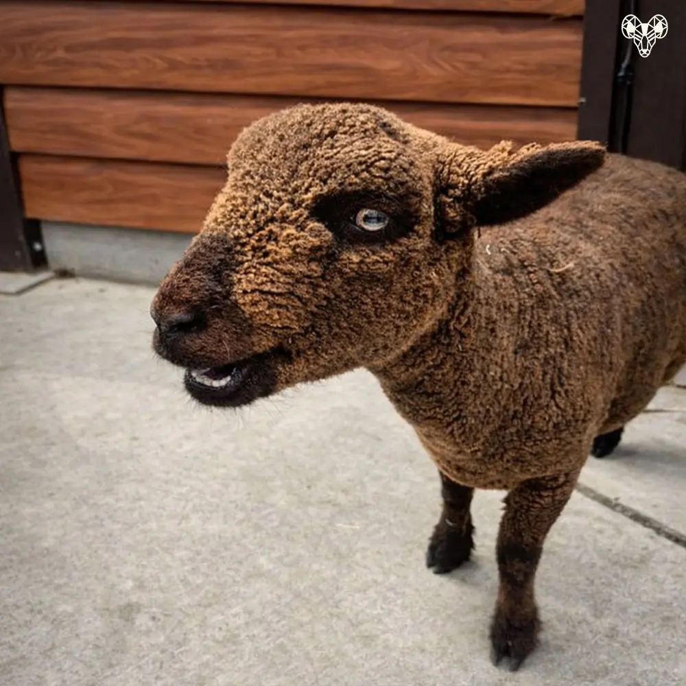 野森動物學校綿綿牧場裡的羊05